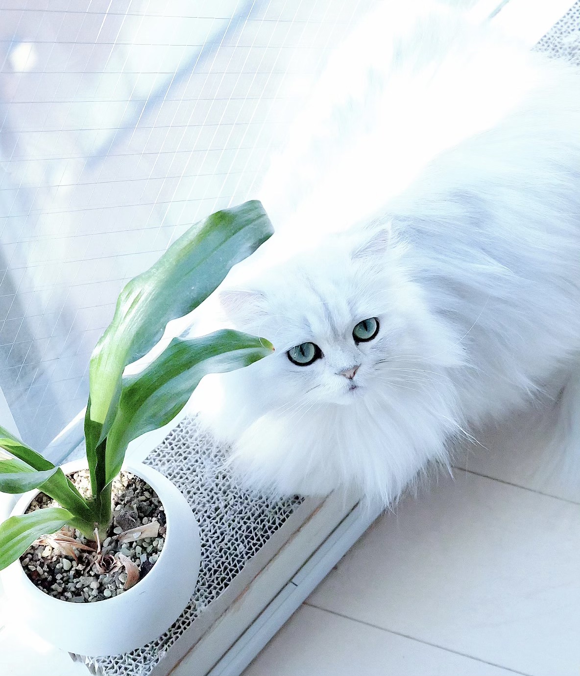 チャップンと葉っぱ チャップン ニャンコの話